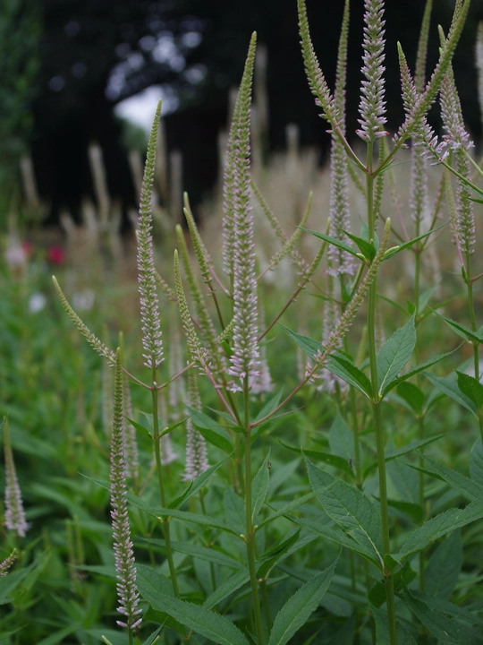 Veronicastrum virginicum f. roseum