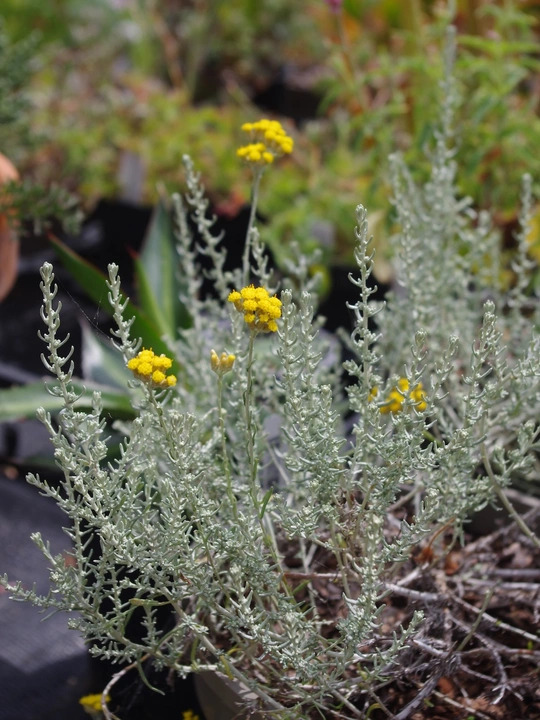 Helichrysum microphyllum