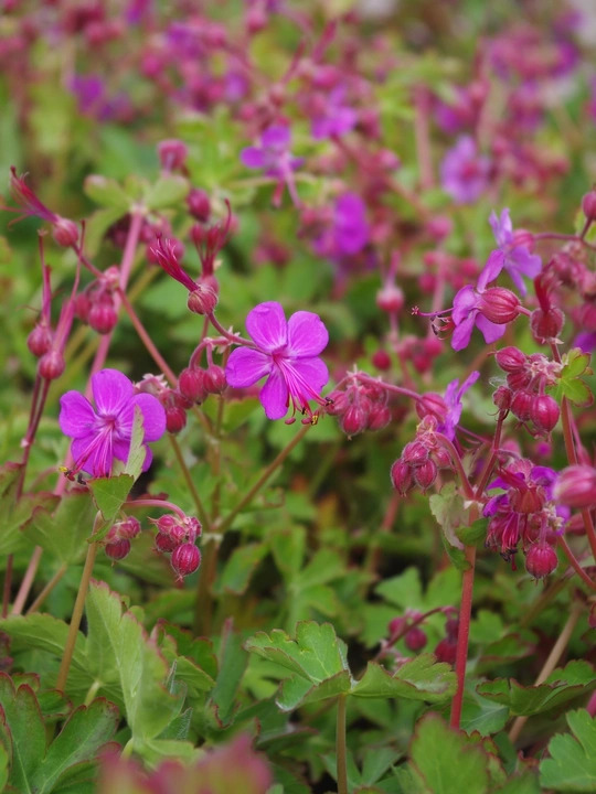 Geranium macrorrhizum wild form