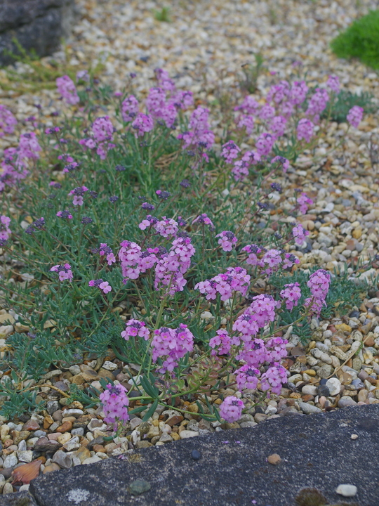 Aethionema grandiflorum