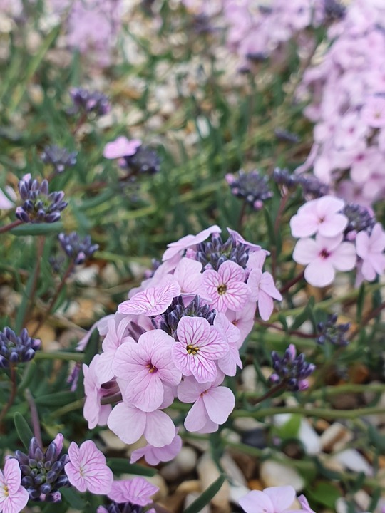 Aethionema grandiflorum