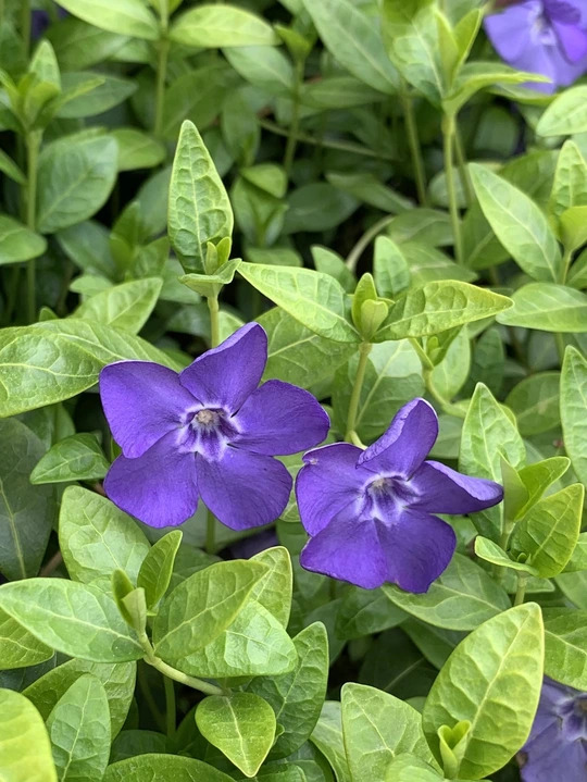 Vinca minor 'Bowles's Variety'