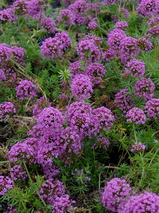 Phuopsis stylosa