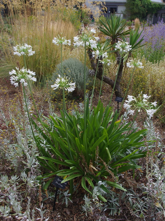 Agapanthus 'Albatross'