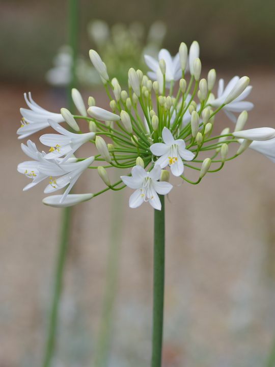 Agapanthus 'Albatross'