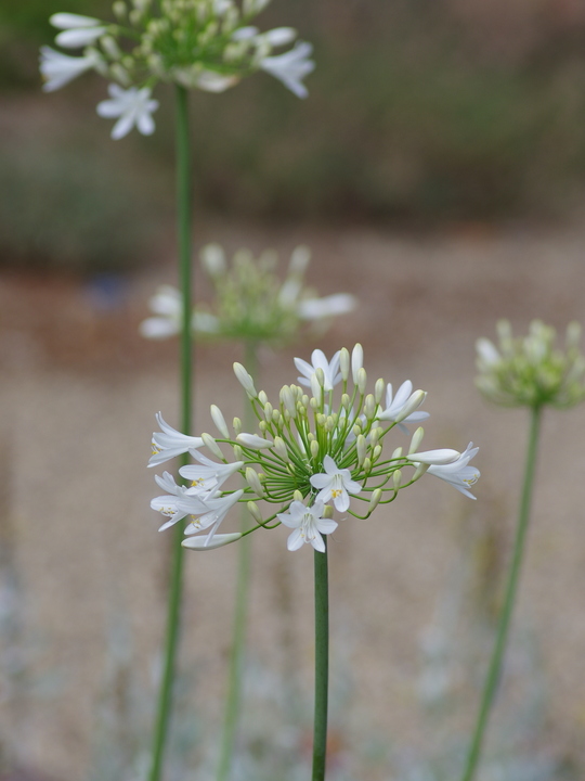 Agapanthus 'Albatross'