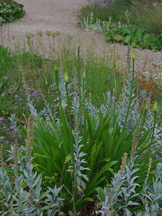 Agapanthus 'Albatross'