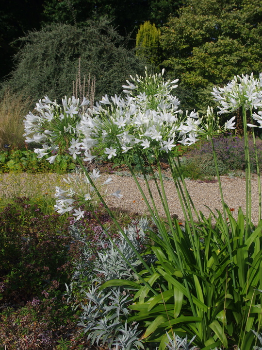 Agapanthus 'Albatross'