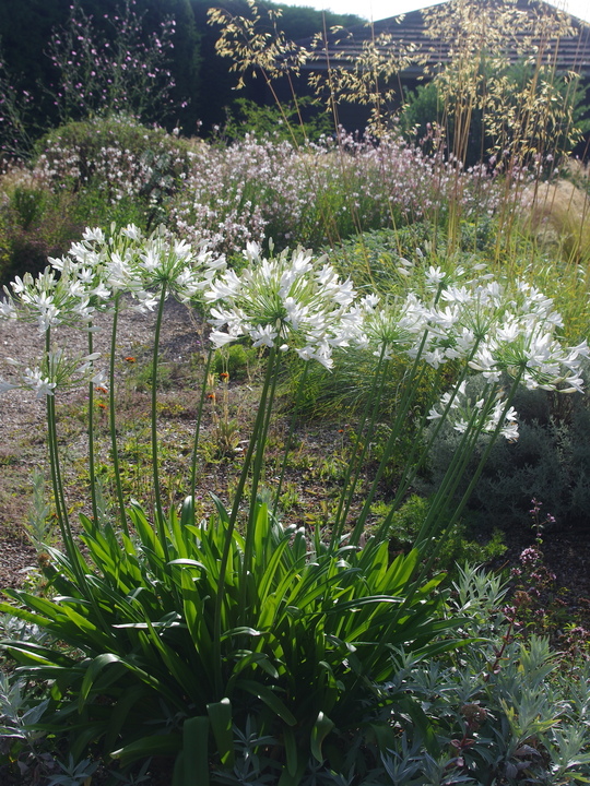 Agapanthus 'Albatross'