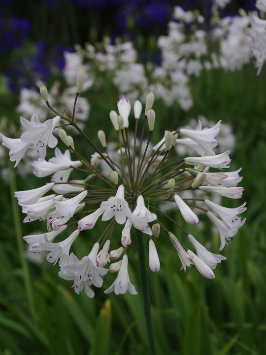 Agapanthus 'Ardernei Hybrid'