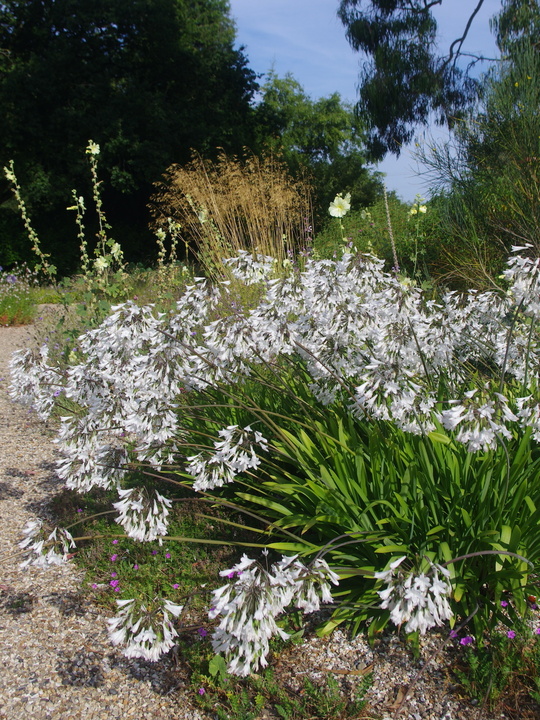 Agapanthus 'Ardernei Hybrid'