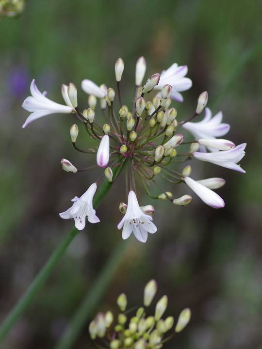 Agapanthus 'Ardernei Hybrid'
