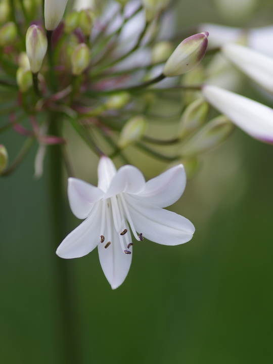 Agapanthus 'Ardernei Hybrid'