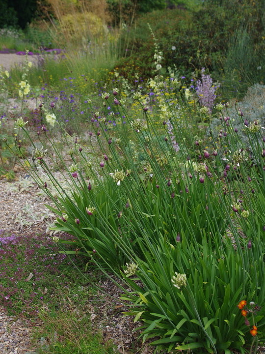 Agapanthus 'Ardernei Hybrid'