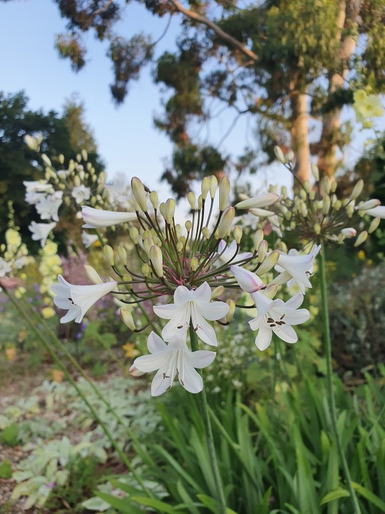 Agapanthus 'Ardernei Hybrid'