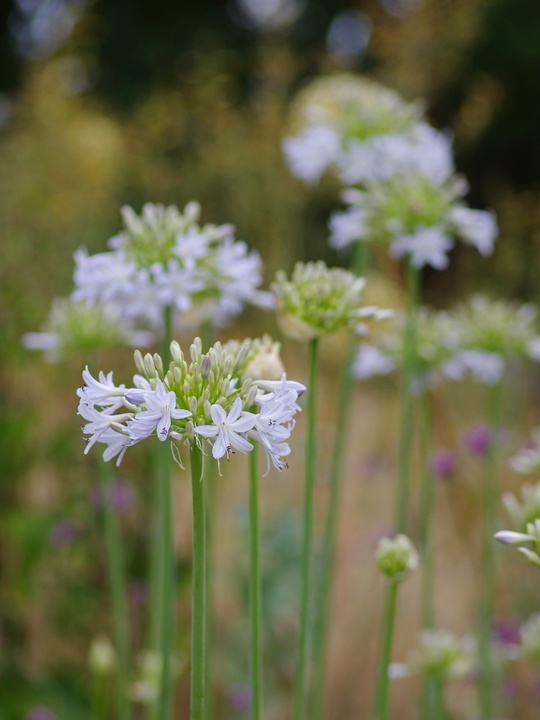 Agapanthus 'Boleyn Blue'