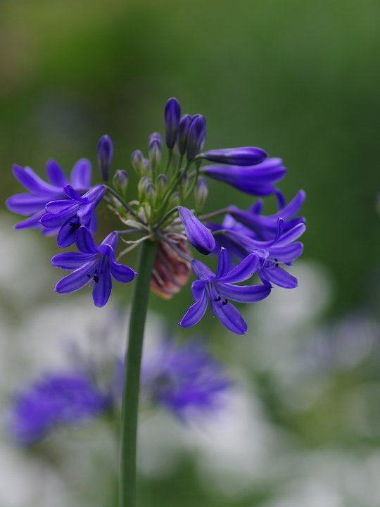 Agapanthus campanulatus 'Cobalt Blue'