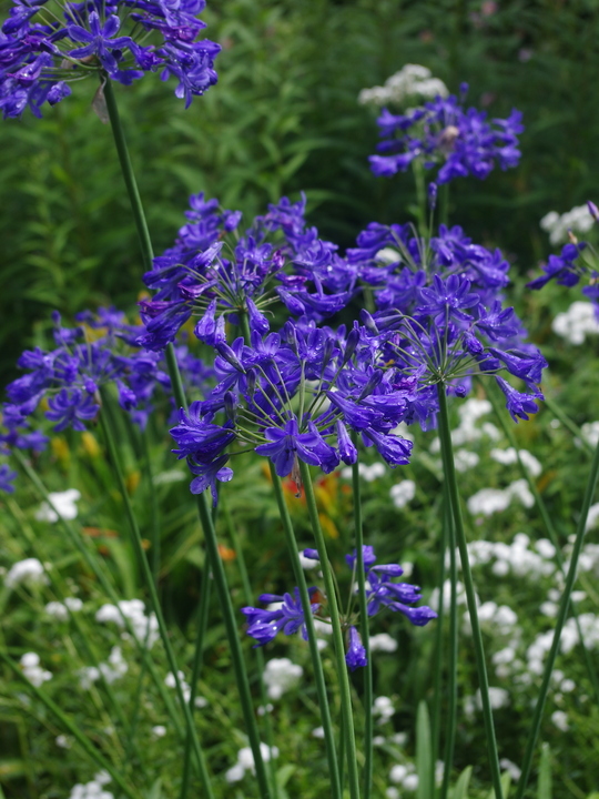Agapanthus campanulatus 'Cobalt Blue'