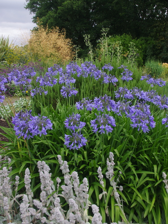 Agapanthus 'Dawn Star'