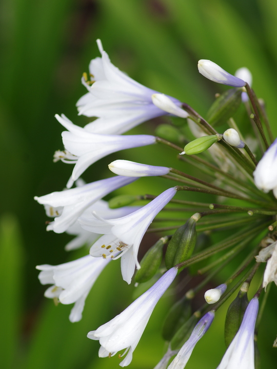 Agapanthus 'Enigma'