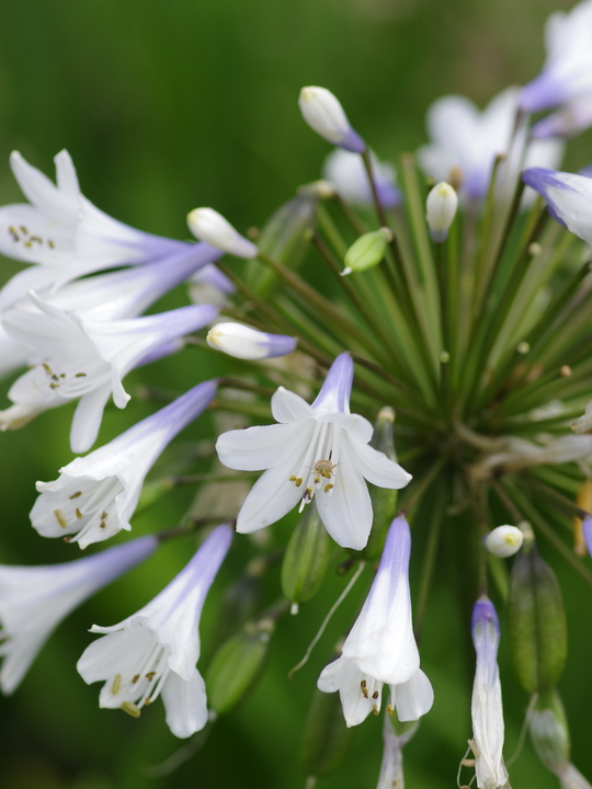 Agapanthus 'Enigma'