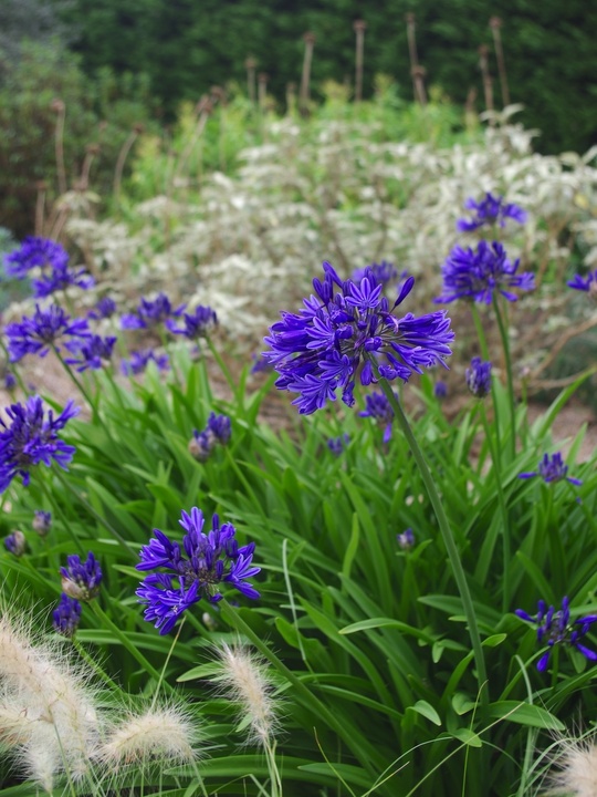 Agapanthus 'Evening Star'
