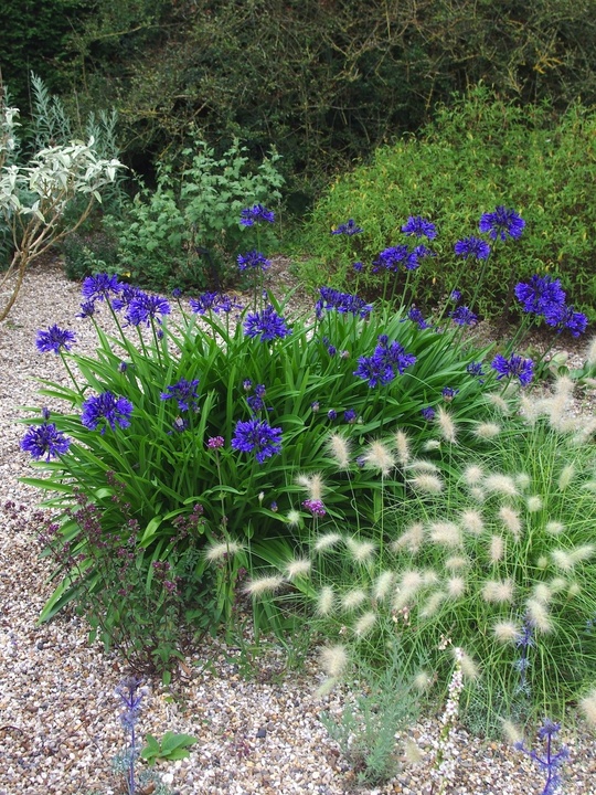 Agapanthus 'Evening Star'