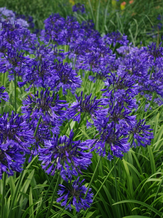Agapanthus 'Evening Star'