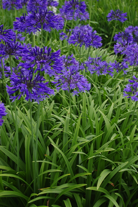 Agapanthus 'Evening Star' - Beth Chatto's Plants & Gardens