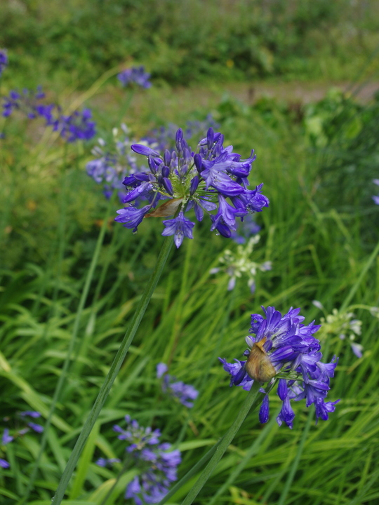 Agapanthus Headbourne hybrids