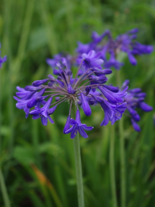 Dry Garden Border