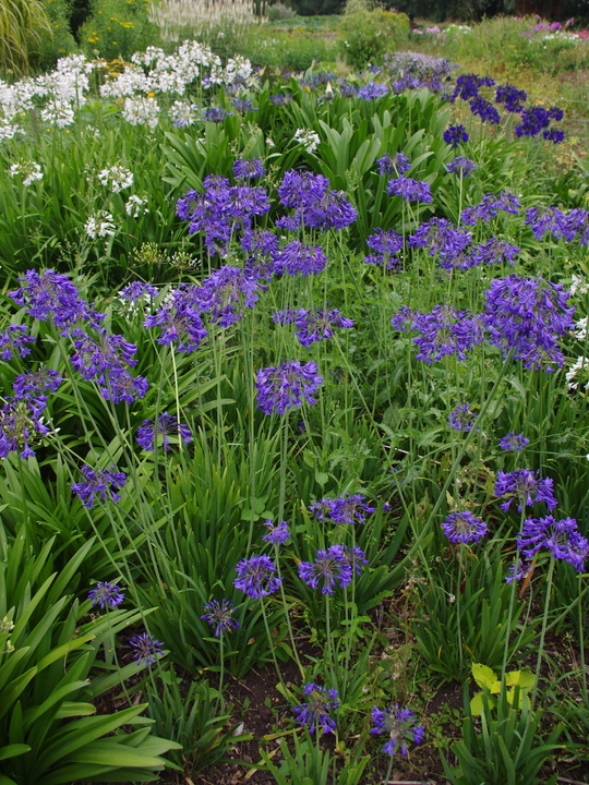 Agapanthus 'Isis'