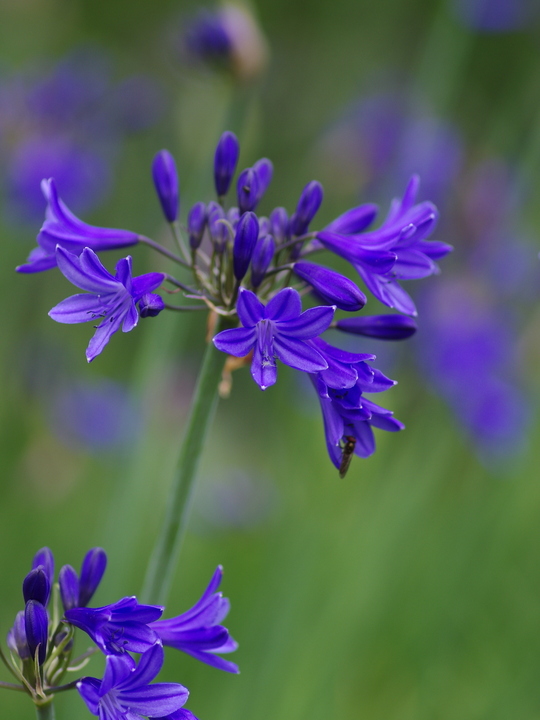 Agapanthus 'Kingston Blue'