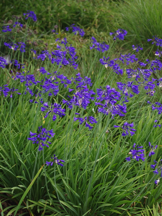 Agapanthus 'Kingston Blue'