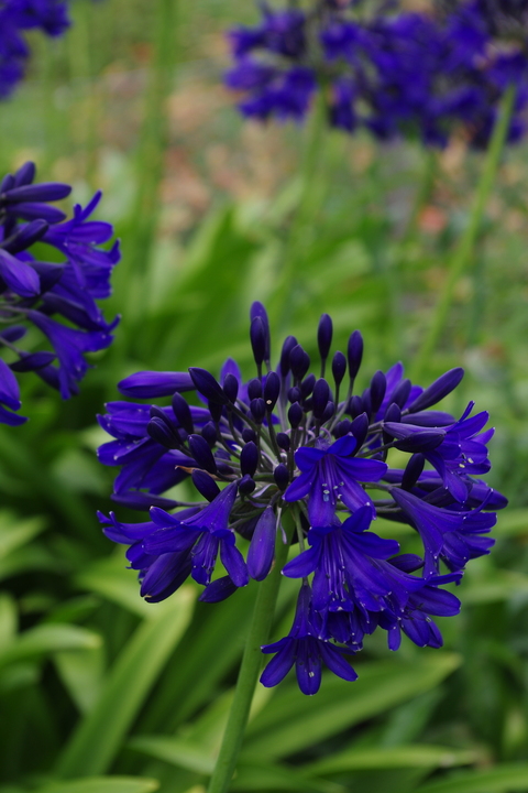 Agapanthus 'Marchants Cobalt' - The Beth Chatto Gardens