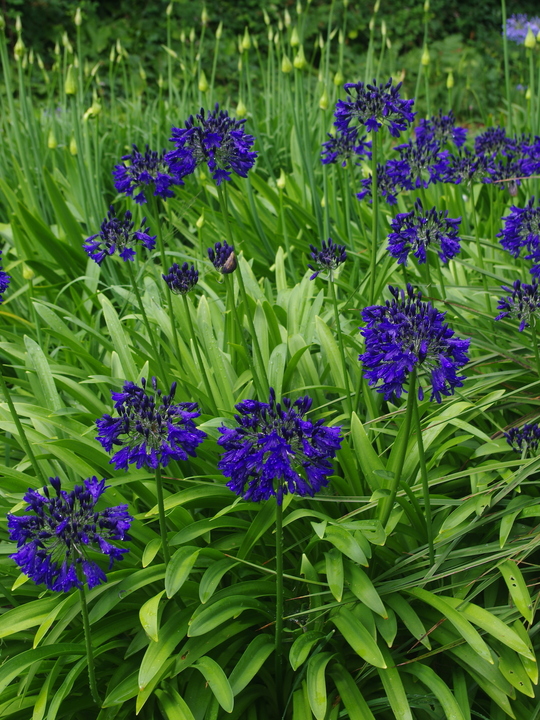 Agapanthus 'Marchants Cobalt Cracker'