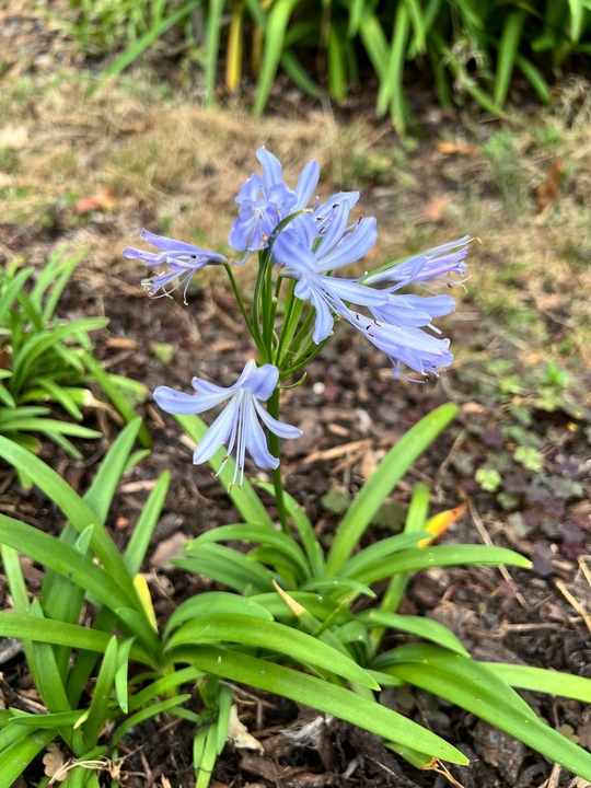 Agapanthus 'Peter Pan'