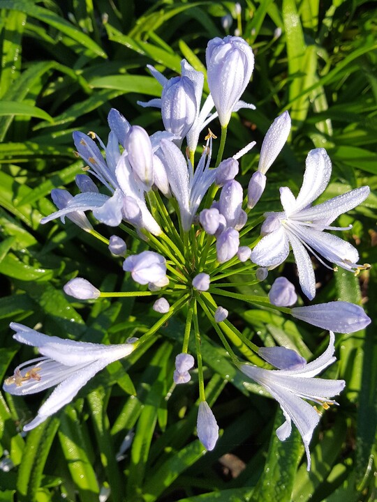 Agapanthus 'Peter Pan'