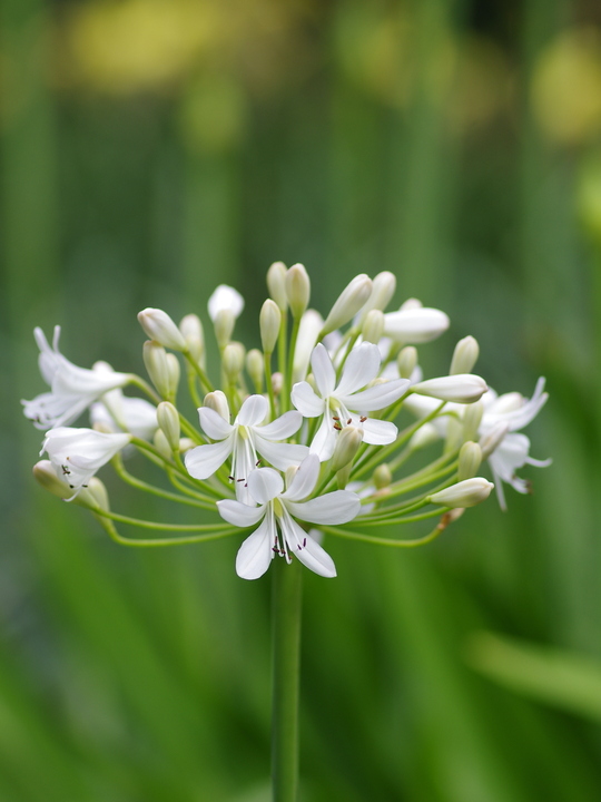 Agapanthus unnamed white