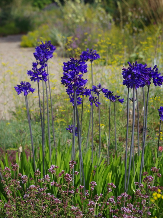 Agapanthus 'Windlebrooke'