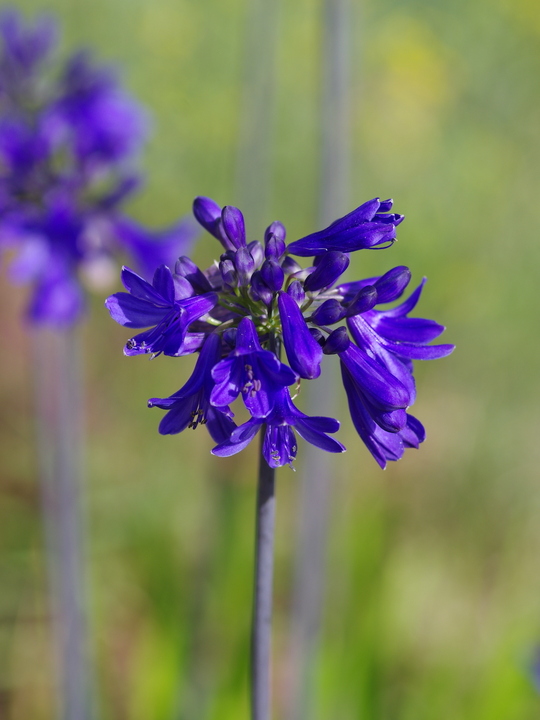 Agapanthus 'Windlebrooke'