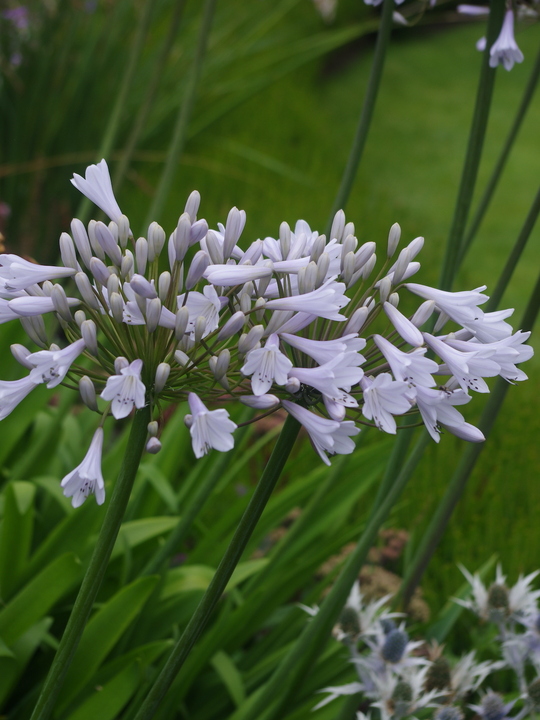 Agapanthus 'Windsor Grey'