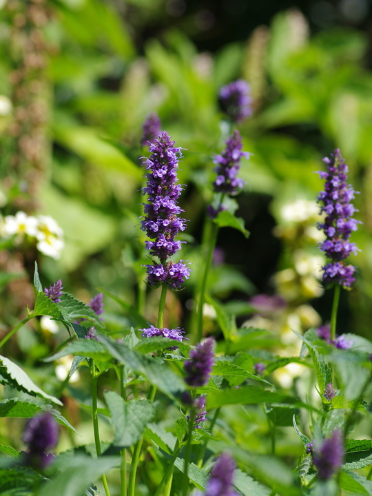 Agastache 'Blackadder' - Beth Chatto's Plants & Gardens