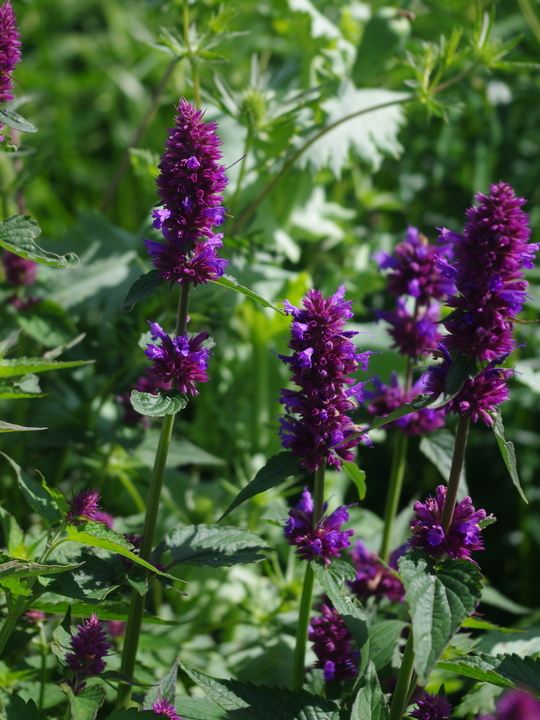 Agastache 'Blue Boa'