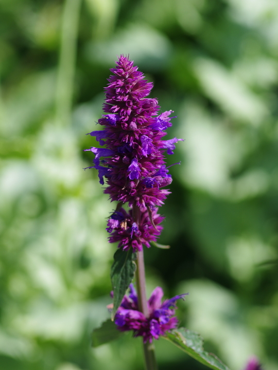 Agastache 'Blue Boa'