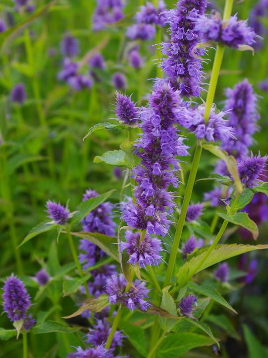 Agastache 'Blue Fortune'