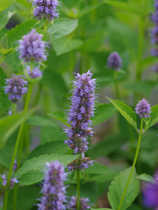 Agastache 'Blue Fortune'