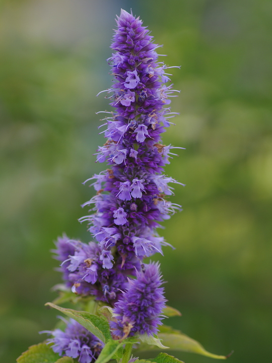 Agastache 'Blue Fortune'