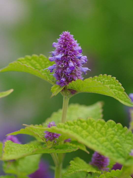 Agastache rugosa 'Golden Jubilee'