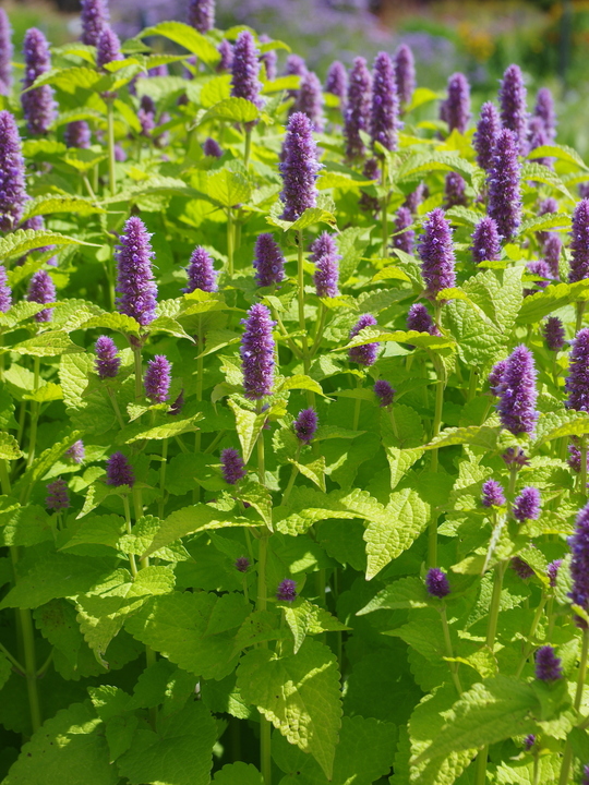 Agastache rugosa 'Golden Jubilee'